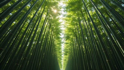 Fototapeta premium Lush Bamboo Forest A Majestic Canopy Reaching for the Sun