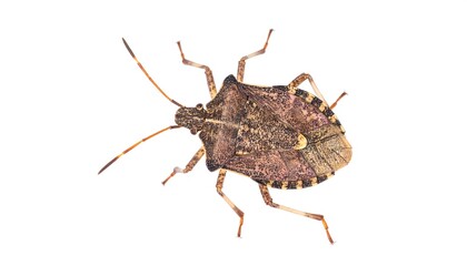 A detailed dorsal view of a brown insect with segmented body and long antennae against a plain white background