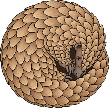 Pangolin Curled into Ball