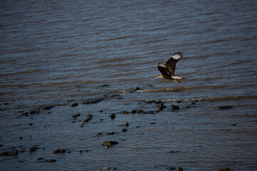 carancho en vuelo