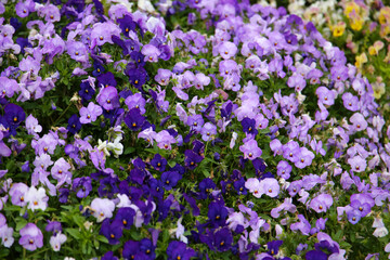Naklejka premium A vibrant bed of purple and light violet pansies blooming