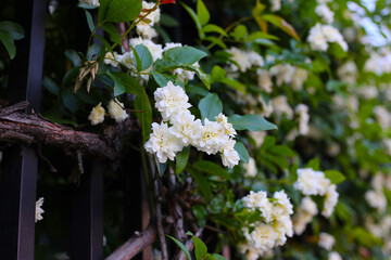 A beautiful rose bush in a public park in Japan