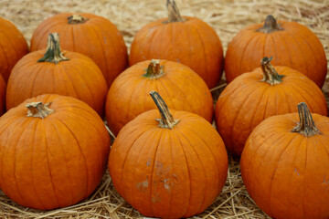 Close up view of pumpkins with depth of field.