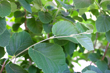 Green leaves of Fothergilla gardenii tree