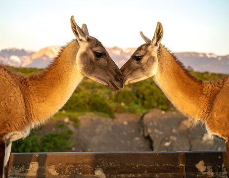 Two Llamas Face to Face