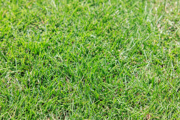 芝生のテクスチャ背景