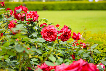 Beautifu red roses in full bloom at the Japanese Rose Garden.