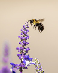 Beautiful bee pollinating purple flower macro photography nature close up wildlife photo of honeybee flying collecting nectar pollination insect art spring bloom lower garden photography inspiration