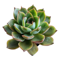Close-up of a succulent plant