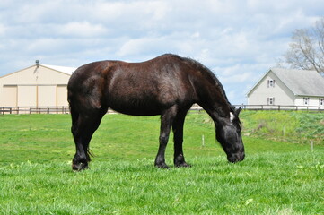 Obraz premium Beautiful horse grazing 