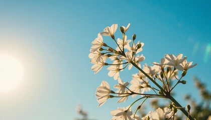 Delicate white flowers blooming under a radiant sun against a vibrant blue sky - beautiful spring nature