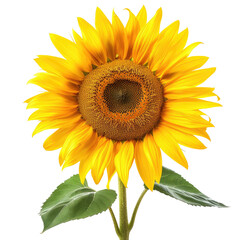 Obraz premium Vibrant sunflower close-up (1)