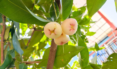 red apples on a tree