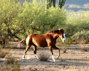 Wild Horse in the Desert