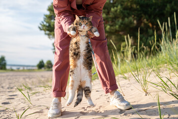 Funny miserable grumpy cat hanging in woman hands looking at camera, refusing to walk on beach...