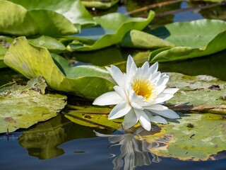 Serene white water lily blooms on a pond surrounded by green lily pads, reflecting in the calm water