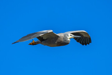 Obraz premium White-faced heron flying in the blue morning sky
