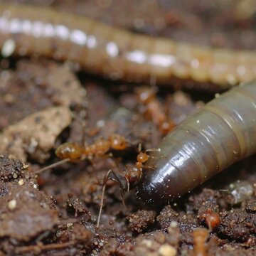 Close-up of ants attacking earthworm