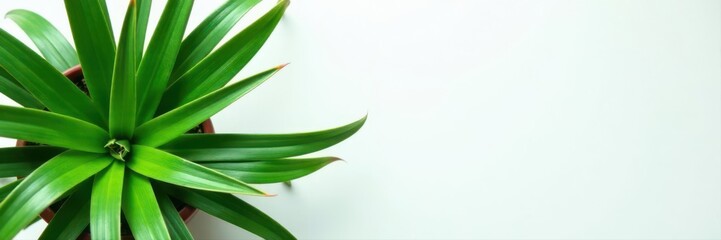 Obraz premium Aerial view of spider plant, lush green foliage against white , home decor, foliage texture