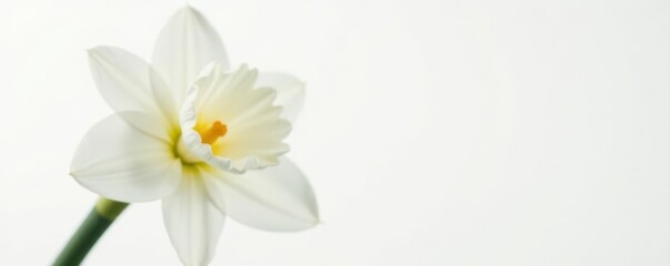 Fototapeta premium Close-up of a pristine white narcissus against pure white, white narcissus, petal, narcissus