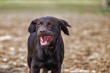 2023-12-31 CHOCOLATE LABRADOR PUPPY RUNNING LOOKING STRAIGHT INTO THE CAMERA WITH A BRIGHT EYES AND TONGUE OUT AT THE OFF LEASH DOG AREA AT MARYMOOR PARK IN REDMOND WASHINGTON