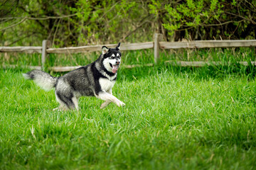 2023-12-31 A LARGE HUSKY WITH NICE EYES MOUTH OPEN RUNNING THROUGH A LUSH GREEN FIELD AT THE OFF LEASH AREA AT MARYMOOR PARK IN REDMOND WASHINGTON