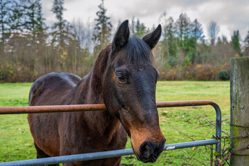2024-11-27 A BROWN HORSE WITH ITS HEAD OVER A METAL FENCE WITH BRIGHT EYES AND ITS EARS FORWARD IN STANWOOD WASHINGTON