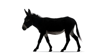 Obraz premium Silhouette of a donkey