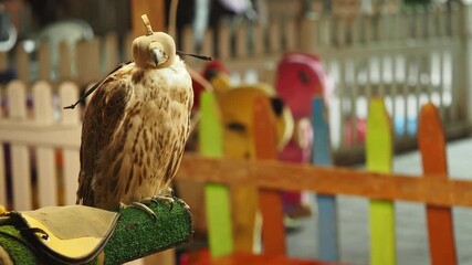 Falcon perched on stand at local bird exhibition event