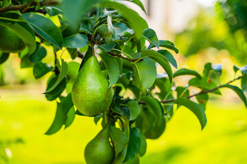 Green pears hanging on a tree branch, close-up on a blurred background