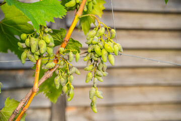 Spoiled grapes from fungal disease, close-up. Lost grape harvest