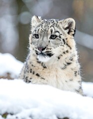 Obraz premium Snow Leopard Resting in Winter Habitat