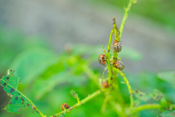 A lot of Colorado potato beetles eating potato leaves in the garden, close-up