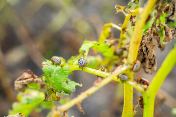 A lot of Colorado potato beetles eating potato leaves in the garden, close-up