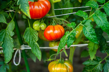 Red tomatoes growing in a vegetable garden close-up