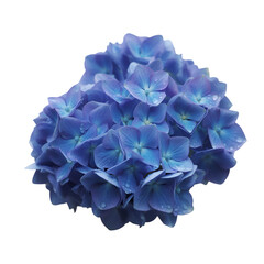 blue hydrangea isolated on white