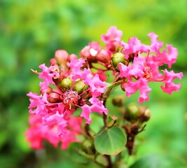 Obraz premium Cluster of Pink Crepe Myrtle Flowers (Lagerstroemia indica) with Buds in Bloom