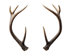 Obraz premium A pair of symmetrical deer antlers, light brown and beige tones, against a pure black background. Antlers are displayed in profile view, facing outward. The texture of the antler material is visible