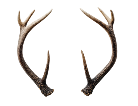 A pair of symmetrical deer antlers, light brown and beige tones, against a pure black background.  Antlers are displayed in profile view, facing outward.  The texture of the antler material is visible