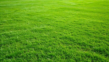 Lush green grass field