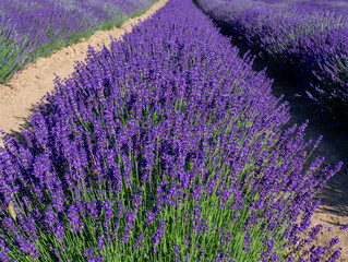 Naklejka premium Lavender plantation on a sunny summer day. Essential oils from lavender. Lavandula angustifolia field
