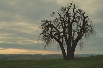 Silhouette of a bare, multi-trunked tree against a dramatic cloudy sky and rolling hills at dusk leafless
