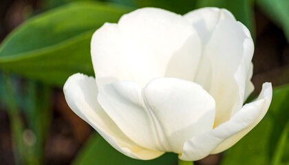 White Tulip Close-up, Garden Bloom