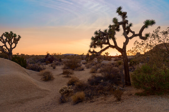 Joshua tree at sunset. Jumbo rocks campground. Joshua Tree National Park