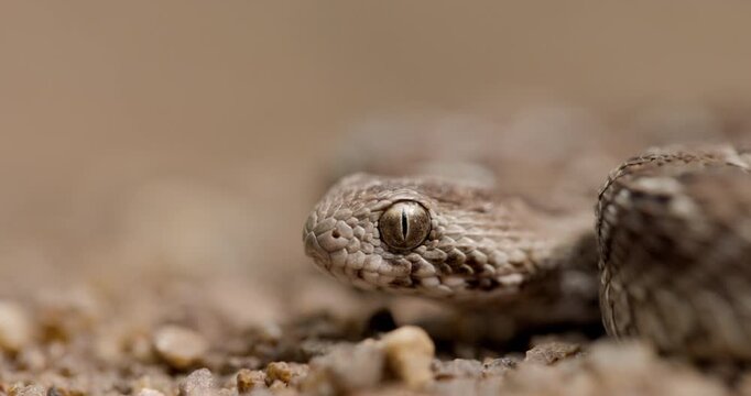 Closeup of Saw-Scaled Viper snake &ndash; Detailed View of Scales and Vertical Pupil, highly venomous
