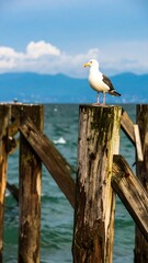Seagull perched on weathered wooden pier