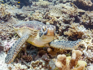 素晴らしいサンゴ礁をゆったり泳ぐ大きく美しいアオウミガメ（ウミガメ科）
英名学名：Green Turtle, Green Sea Turtle (Chelonia mydas)
沖縄県島尻郡慶良間諸島座間味島阿嘉島-2025/6/27
