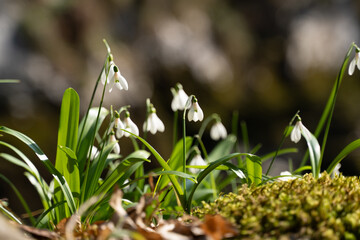 Snowdrops Spring Bloom Forest Floor: Delicate white flowers thriving in early spring woodland,...