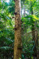 Shelf fungi, known as polypores or ear of wood, growing on a tree trunk in  Brazil, essential for forest nutrient recycling.