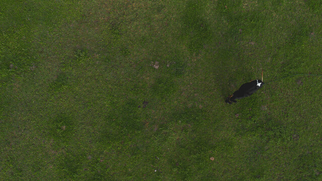 Aerial view of a cow in a green field full of grass.